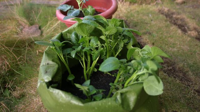 Potatoes growing in a green grow back sack