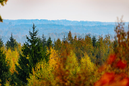 Colorful autumn forest with evergreen trees and layered blue mountain ridge beneath a pale sky, framed by softly blurred foliage in a scenic woodland landscape