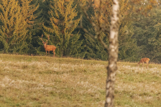 Red deer stag and grazing hind in a sunlit meadow bordered by dense autumn conifer forest, with a birch trunk in the foreground, European wildlife landscape