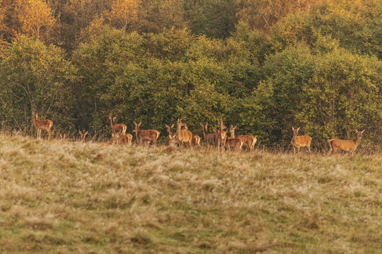 Group of deer standing in autumn grassland with dense golden woodland behind them during a calm seasonal wildlife scene in a natural meadow
