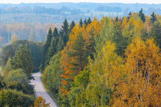 Winding rural road through colorful autumn forest with golden birch trees, evergreen conifers, rolling hills, and layered woodland landscape in seasonal countryside scenery