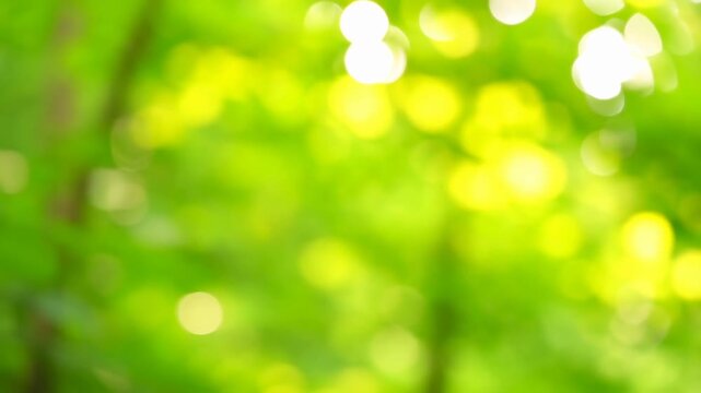 Defocused green foliage and sunlight create a soft natural bokeh background. Wellness media, environmental presentations, and organic product advertising.