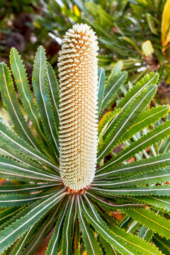Banksia flower spike with serrated green leaves