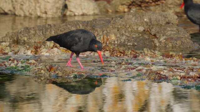 African black oystercatcher (Haematopus moquini) foraging in the rock pools along the Betty&rsquo;s Bay coastline. Coastal wildlife on the Whale Coast, Overberg, Western Cape, South Africa.