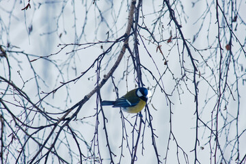 A great tit (Parus major) rests on a thin branch on a cloudy winter day. © Michel F