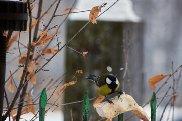 Great tit (Parus major) feeding on suet against a backdrop of snow-covered branches and leaves in winter. © Michel F