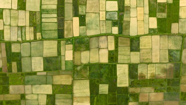 Aerial view of lush green and yellow rice paddies arranged in a geometric patchwork pattern across the landscape in Honnavar, Karnataka, India.