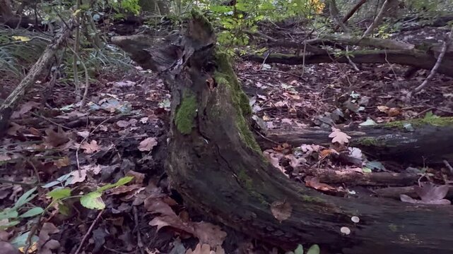 moss on tree