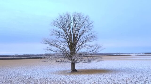 Solitary deciduous tree changes foliage through the seasons in an open rural field. Nature documentaries, environmental education, and climate communication.