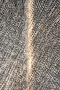 Aerial view of a burnt forest with charred tree trunks and a dirt road running through the center of the landscape after a bushfire in Kangaroo Island, South Australia, Australia.