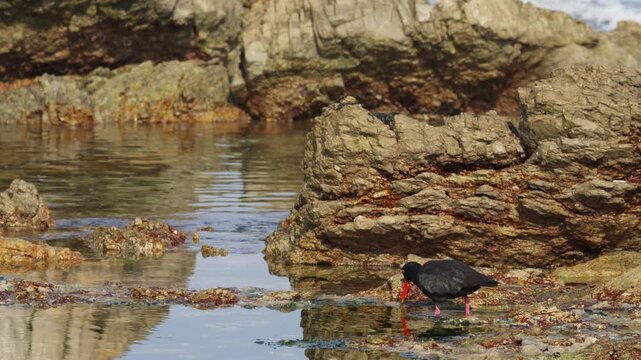 African black oystercatcher (Haematopus moquini) foraging in the rock pools along the Betty&rsquo;s Bay coastline. Coastal wildlife on the Whale Coast, Overberg, Western Cape, South Africa.