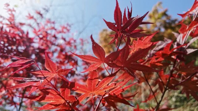 Bright red acer palmatum leaves glow in warm autumn sunlight against a clear blue sky.