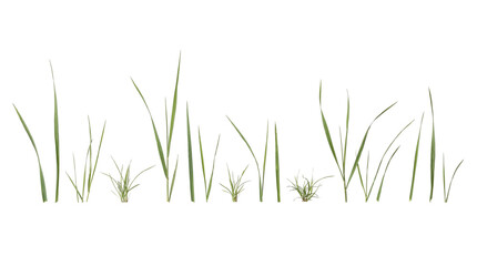 Fototapeta premium Various green grass blades and clumps isolated on transparent background png