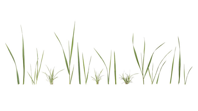 Various green grass blades and clumps isolated on transparent background png
