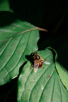 A honey bee sitting on a green leaf in natural outdoor surroundings, close-up view of an insect in nature