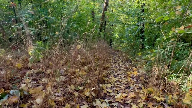 grass on the ground