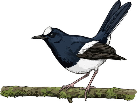 Enicurus velatus illustration art