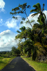Fototapeta premium Backroad on Big Island