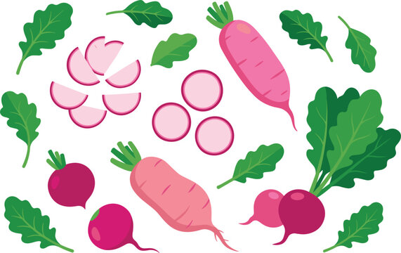 Fresh radish vector collection, featuring whole pink and red roots, round slices, and green leaves on white background.