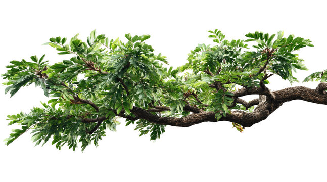 tree, green tree, tree branches, tree leaves, green leaves, tree PNG, branch PNG, green leaves PNG, PNG