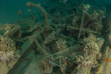 Coral reef and water plants in the Red Sea, Eilat, Israel  © yeshaya