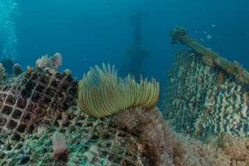Coral reef and water plants in the Red Sea, Eilat, Israel  © yeshaya