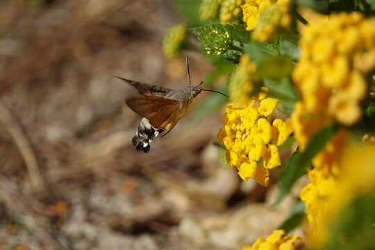 the hummingbird hawk moth (Macroglossum stellatarum)