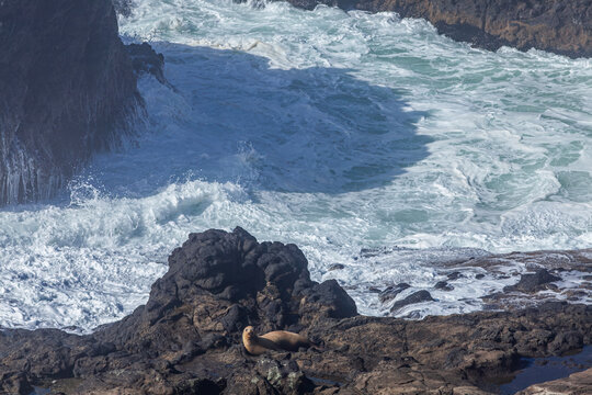 Wild sea lion resting on black volcanic rocks with powerful ocean waves crashing in background