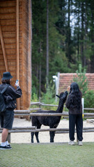 Visitors feed a llama at a farm in the countryside during a sunny day in summer © Stas