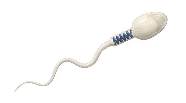 Detailed vector illustration of a single human sperm cell swimming