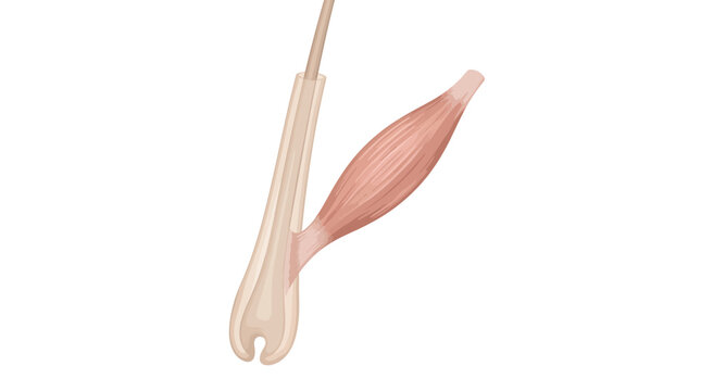 Human hair follicle and arrector pili muscle anatomy vector