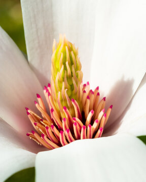 Close up of a Magnolia Sieboldii flower in bloom