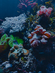 Ethereal translucent jellyfish drifting gracefully through deep blue water © Ira