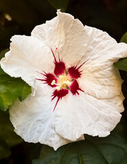 Image of rose of sharon flower (Hybiscus syriacus)  © monpoh - visuals