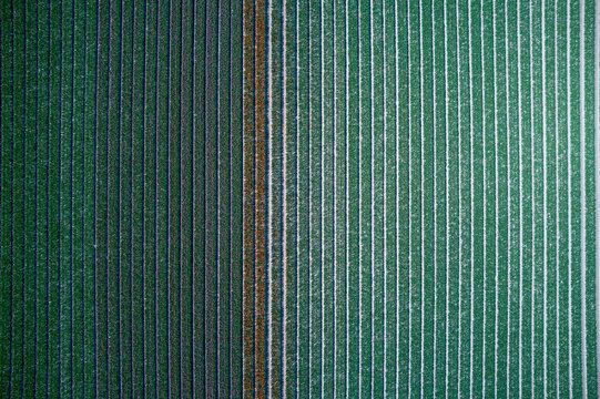 Aerial view of parallel agricultural flower field rows showing vibrant green and orange textures in the Netherlands.