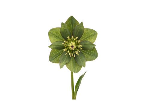 Beautiful green hellebore flower with delicate yellow stamens isolated image transparent background