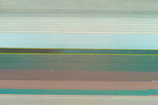 Aerial view of vibrant, multi-colored agricultural fields arranged in long, parallel rows separated by narrow irrigation ditches in the Netherlands.