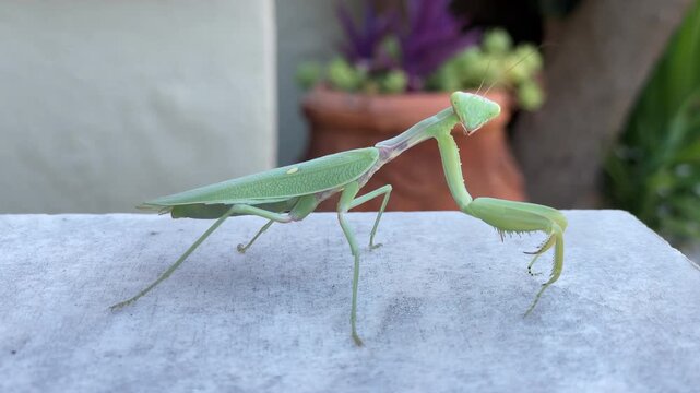 Green praying mantis walks on white surface. It faces forward, rapt with calm observation. Long legs and forelegs hold poised, ready for motion