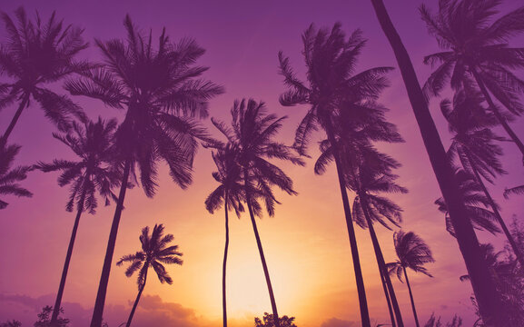 Silhouette coconut palm trees on beach at sunset. Vintage tone.