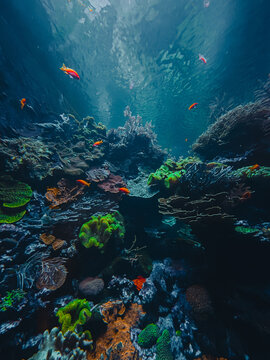 Ethereal translucent jellyfish drifting gracefully through deep blue water