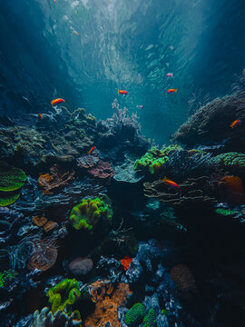 Ethereal translucent jellyfish drifting gracefully through deep blue water
