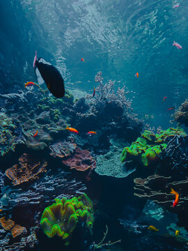 Ethereal translucent jellyfish drifting gracefully through deep blue water