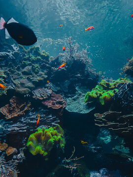 Ethereal translucent jellyfish drifting gracefully through deep blue water