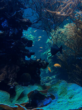 Ethereal translucent jellyfish drifting gracefully through deep blue water