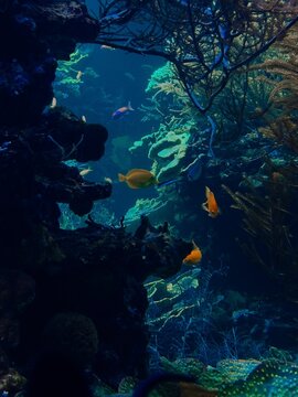 Ethereal translucent jellyfish drifting gracefully through deep blue water