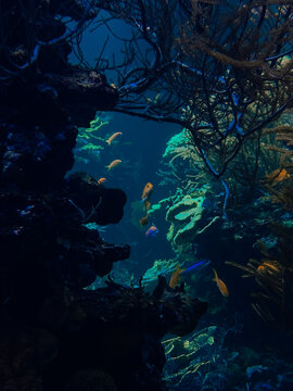 Ethereal translucent jellyfish drifting gracefully through deep blue water