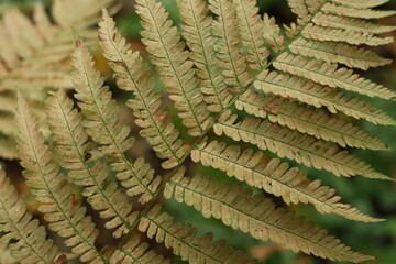 Faded fern frond filling the frame with muted woodland tones © Olga