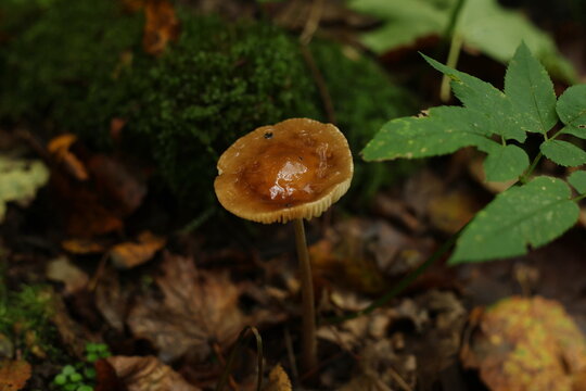 Unidentified mushroom seen from a top-down angle in a shaded forest, delicate stem supports a cap of questionable toxicity