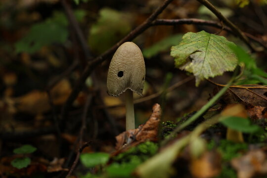 Inkcap mushroom growing on the forest floor among moss and fallen leaves