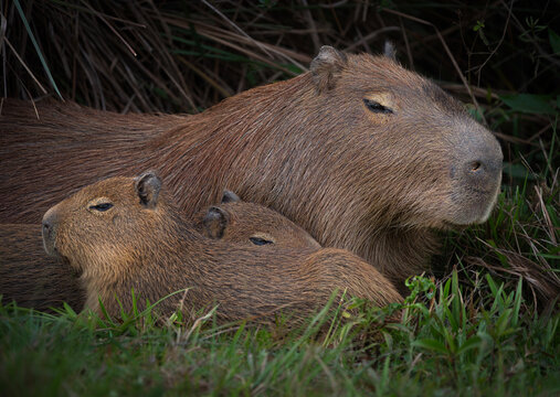 Carpincho o capibara, familia